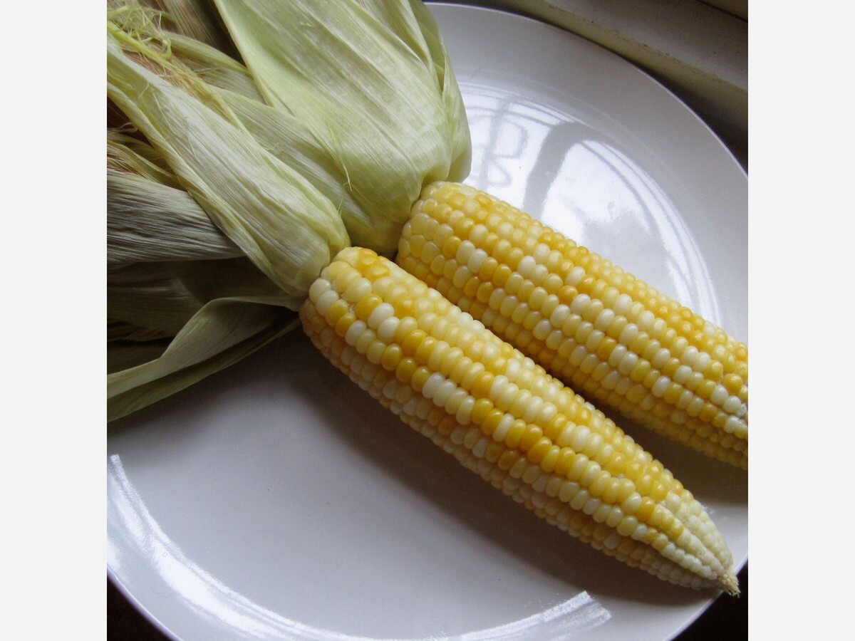 Oven Roasted Corn On The Cob The Los Angeles News.