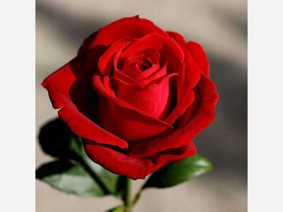 Anita Brown's Commentary