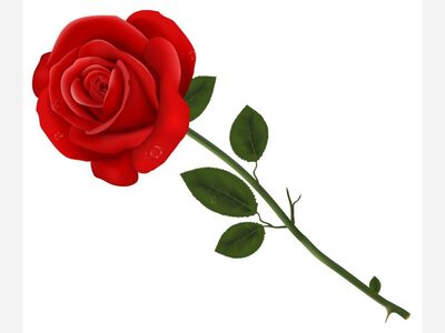 Anita Brown's Commentary For Deceember 6, 2021