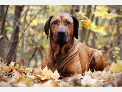 Anita Brown's Commentary