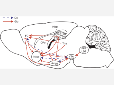 Anita Brown's Commentary-Medical Science