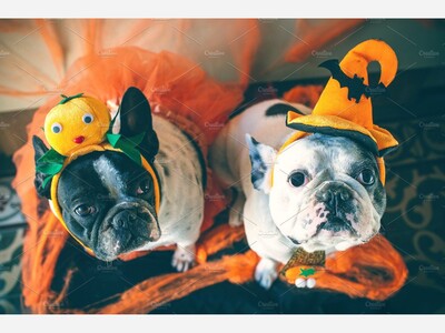 VOLUNTEERS NEEDED: at The Malibu Farmers Market Tricks-n-Tails Animal Rescue