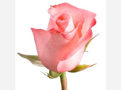 The Delicate Pink Rose