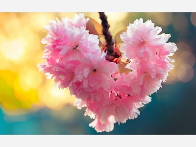 Day 13 of 31 Days of Love-Anita Browns Commentary