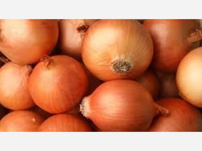 Outbreak Investigation of Salmonella: Onions (October 2023) 