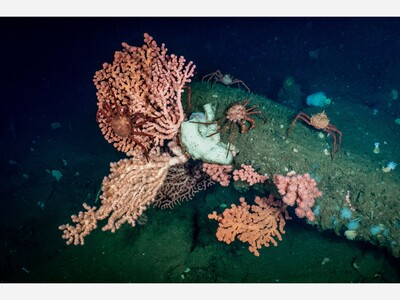 Alaska Deep-Sea Coral and Sponge Research to Shed Light on Resilience of Living Fish Habitat