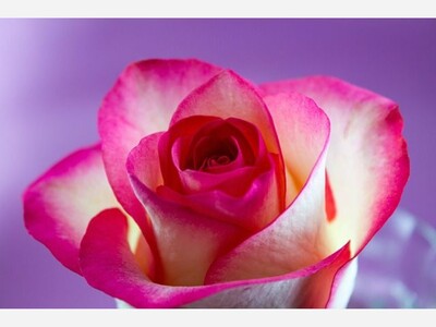 LA’s Triple Berry Cake creater Sweet Lady Jane Unexpectedly Closed All Six Bakery's