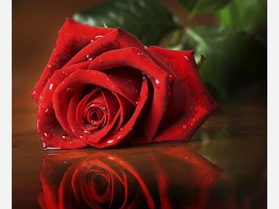 A Word from the Wise about Love